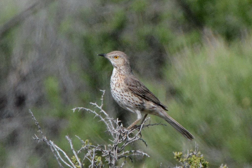 Thrasher, Sage, 2015-06039376 Monte Vissta NWR, CO.JPG - Monte Vista National Wildlife Refuge, CO, 6-3-2015